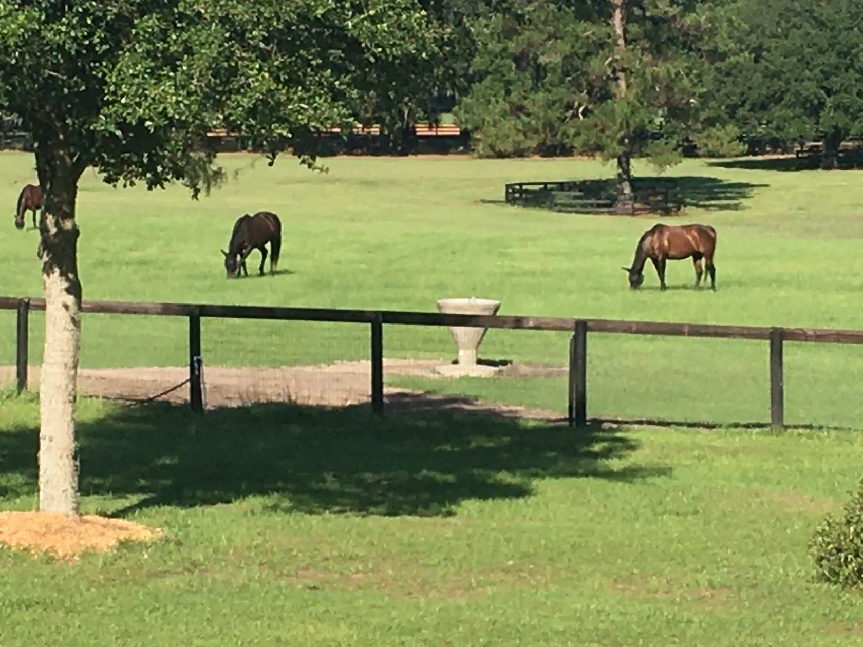 Horses grazing along fenced Central Florida pasture